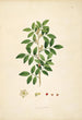 Plants of the Coromandel Coast Pl084 - William Roxburgh — artwork view