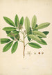 Plants of the Coromandel Coast Pl085 - William Roxburgh — artwork view