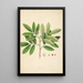 Plants of the Coromandel Coast Pl085 - William Roxburgh — framed artwork on a wall