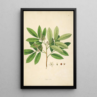 William Roxburgh - Plants of the coast of Coromandel Pl085.webp