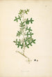 Plants of the Coromandel Coast Pl086 - William Roxburgh — artwork view