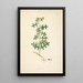 Plants of the Coromandel Coast Pl086 - William Roxburgh — framed artwork on a wall