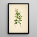 Plants of the Coromandel Coast Pl087 - William Roxburgh — framed artwork on a wall