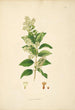 Plants of the Coromandel Coast Pl087 - William Roxburgh — artwork view