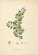 Plants of the Coromandel Coast Pl088 - William Roxburgh — artwork view