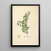 Plants of the Coromandel Coast Pl088 - William Roxburgh — framed artwork on a wall