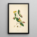 Plants of the Coromandel Coast Pl089 - William Roxburgh — framed artwork on a wall