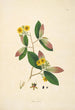 Plants of the Coromandel Coast Pl089 - William Roxburgh — artwork view