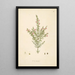 Plants of the Coromandel Coast Pl090 - William Roxburgh — framed artwork on a wall