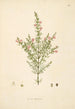 Plants of the Coromandel Coast Pl090 - William Roxburgh — artwork view