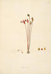 Plants of the Coromandel Coast Pl091 - William Roxburgh — artwork view