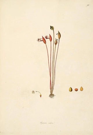 Plants of the Coromandel Coast Pl091 - William Roxburgh — artwork view