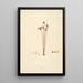 Plants of the Coromandel Coast Pl091 - William Roxburgh — framed artwork on a wall