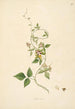 Plants of the Coromandel Coast Pl092 - William Roxburgh — artwork view