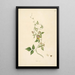 Plants of the Coromandel Coast Pl092 - William Roxburgh — framed artwork on a wall
