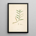 Plants of the Coromandel Coast Pl093 - William Roxburgh — framed artwork on a wall