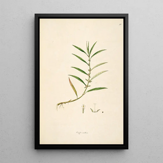 William Roxburgh - Plants of the coast of Coromandel Pl093.webp