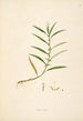 Plants of the Coromandel Coast Pl093 - William Roxburgh — artwork view