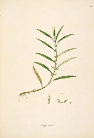 Plants of the Coromandel Coast Pl093 - William Roxburgh — artwork view