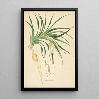 William Roxburgh - Plants of the coast of Coromandel Pl094.webp