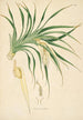 Plants of the Coromandel Coast Pl094 - William Roxburgh — artwork view