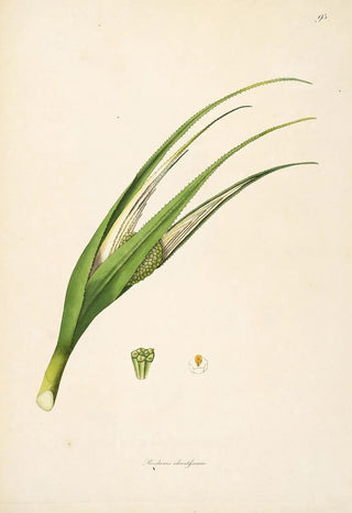 Plants of the Coromandel Coast Pl095 - William Roxburgh — artwork view