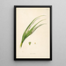 Plants of the Coromandel Coast Pl095 - William Roxburgh — framed artwork on a wall