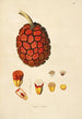 Plants of the Coromandel Coast Pl096 - William Roxburgh — artwork view