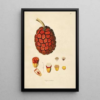 William Roxburgh - Plants of the coast of Coromandel Pl096.webp