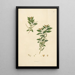 William Roxburgh - Plants of the coast of Coromandel Pl097.webp