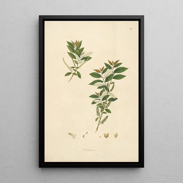 Plants of the Coromandel Coast Pl097 - William Roxburgh — framed artwork on a wall
