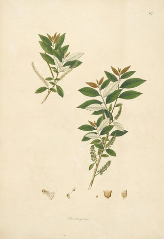 Plants of the Coromandel Coast Pl097 - William Roxburgh — artwork view