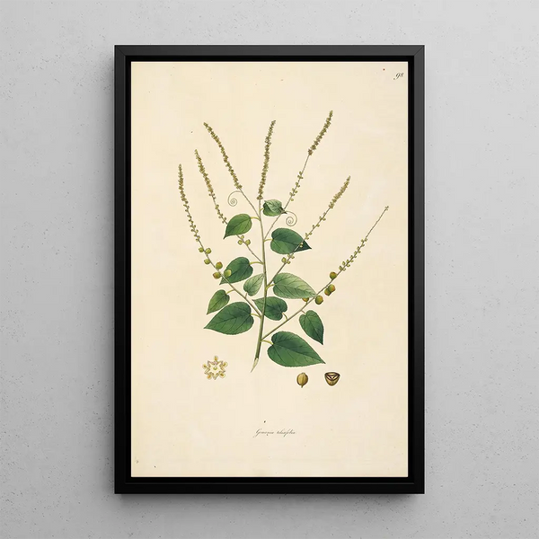 Plants of the Coromandel Coast Pl098 - William Roxburgh — framed artwork on a wall