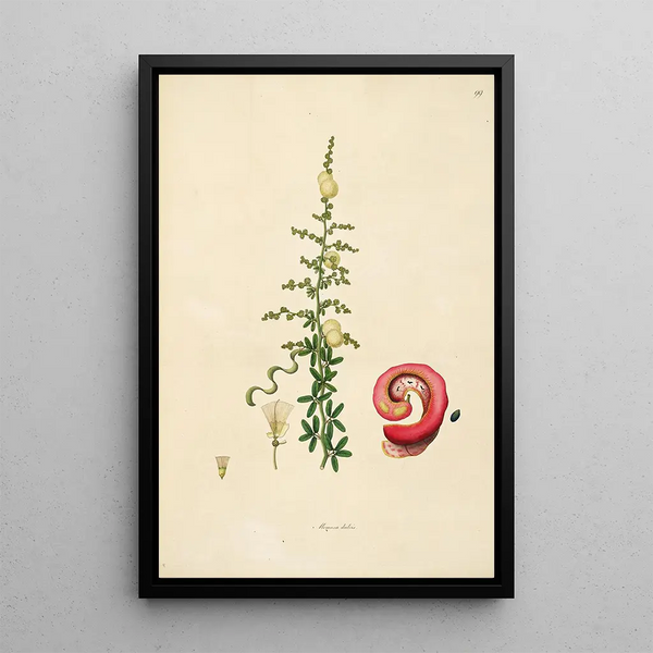 Plants of the Coromandel Coast Pl099 - William Roxburgh — framed artwork on a wall