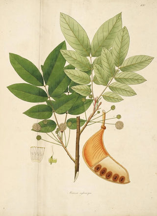 Plants of the Coromandel Coast Pl100 - William Roxburgh — artwork view