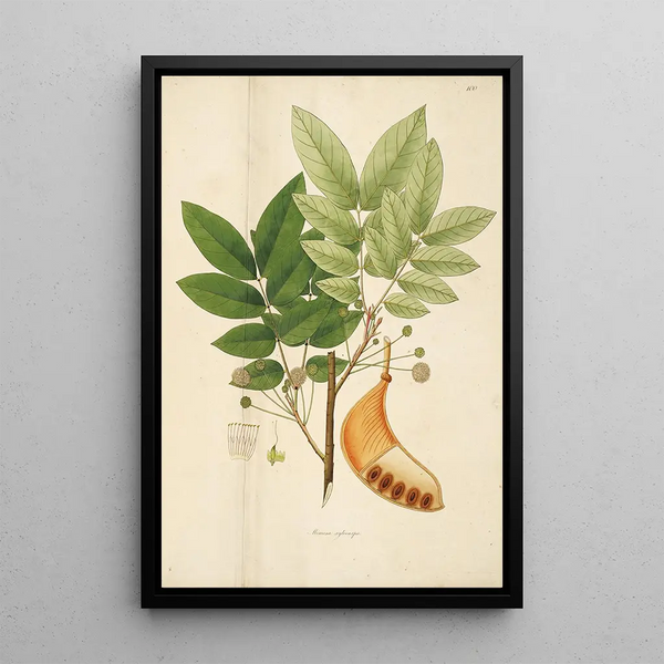 Plants of the Coromandel Coast Pl100 - William Roxburgh — framed artwork on a wall