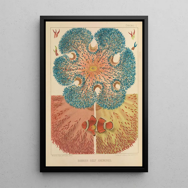 Coral Reef Anemones - William Saville-Kent — framed artwork on a wall