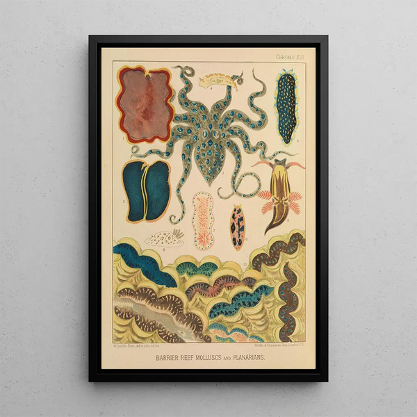 Mollusks and flatworms painting of the coral reef - William Saville-Kent — framed artwork on a wall