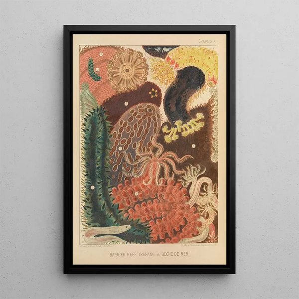 Coral Reef Trepang Painting - William Saville-Kent — framed artwork on a wall