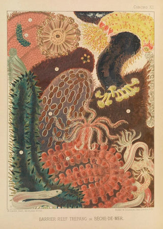 Coral Reef Trepang Painting - William Saville-Kent — artwork view