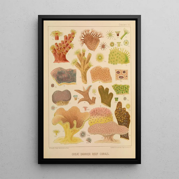 Coral Reef Painting of the Great Barrier Reef II - William Saville-Kent — framed artwork on a wall