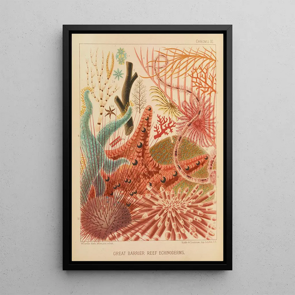 Echinoderms of the Great Barrier Reef - William Saville-Kent — framed artwork on a wall