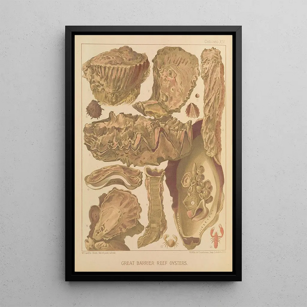 Oysters of the Great Barrier Reef - William Saville-Kent — framed artwork on a wall