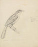 A bird - William Swainson — artwork view