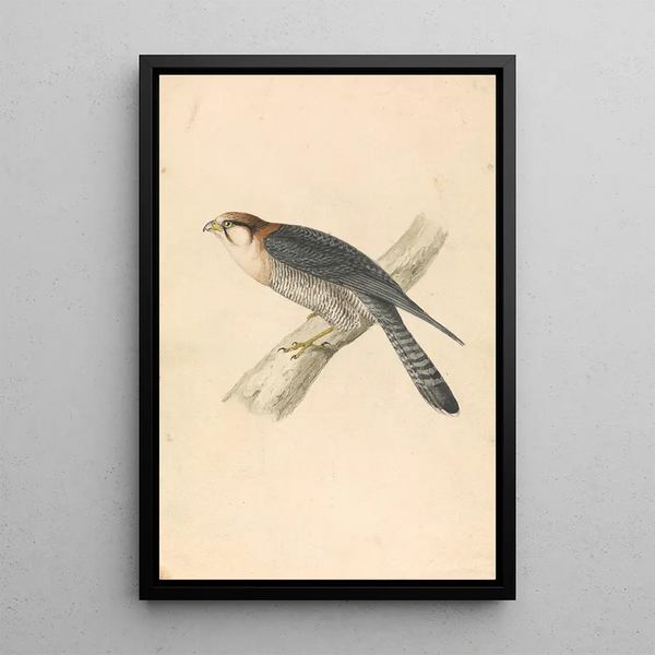 Red-necked Falcon - William Swainson — framed artwork on a wall