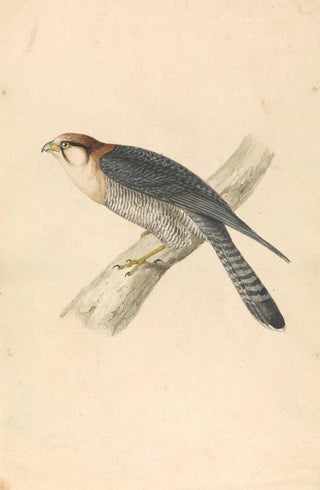 Red-necked Falcon - William Swainson — artwork view