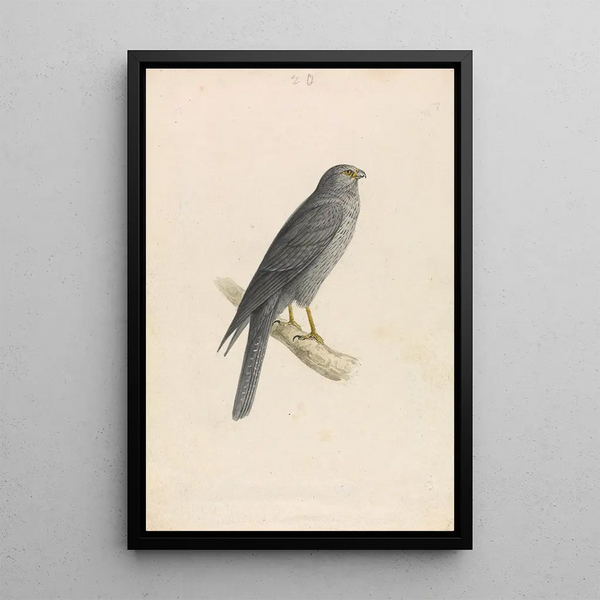 Dark Falcon Painting - William Swainson — framed artwork on a wall