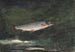 Jumping Trout Painting - Winslow Homer — artwork view