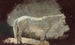 White Mare - Winslow Homer — artwork view