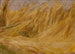 Study of a cornfield - Włodzimierz Tetmajer — artwork view